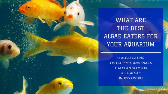 15 Fish & Invertebrates to Help Keep Your Aquarium Clean