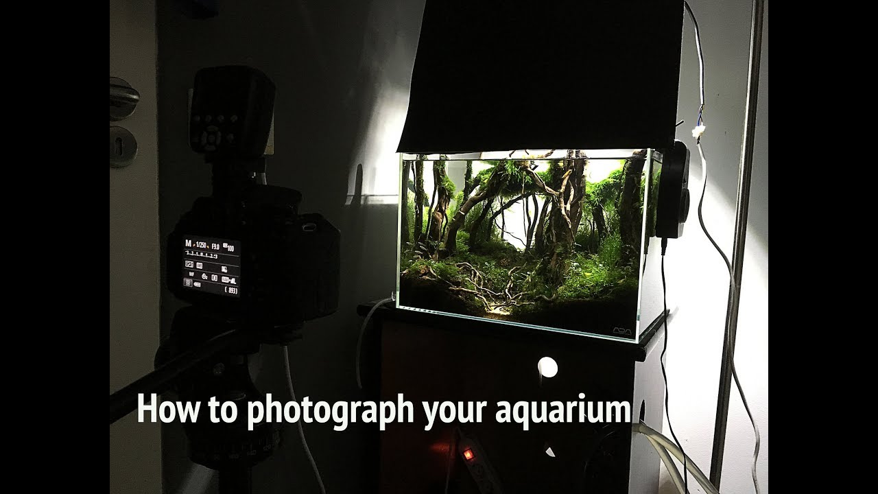 Aquarium Photography – How to photograph aquarium