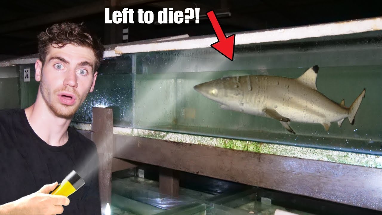 BREAKING INTO ABANDONED AQUARIUM! (LIVE SHARK FOUND!) 😱