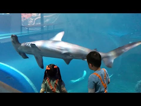 Blippi was here at the Zoo Aquarium | Learn Sea Animals for Children