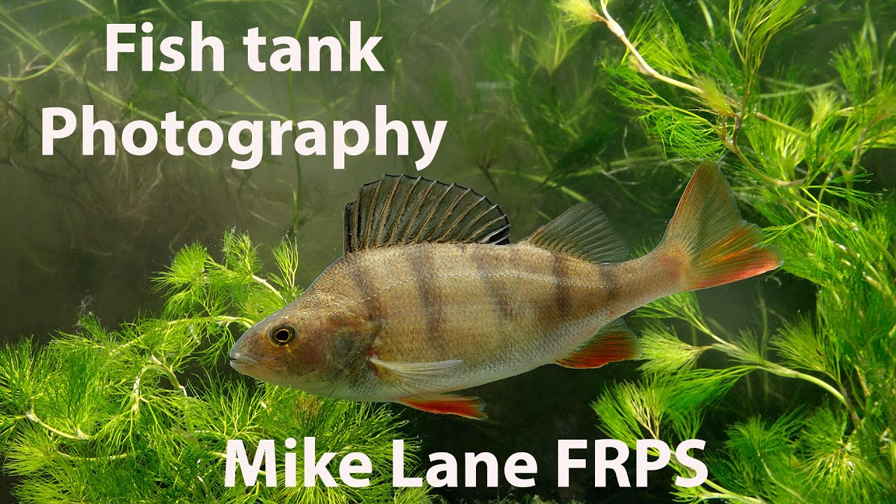Fish Tank Photography