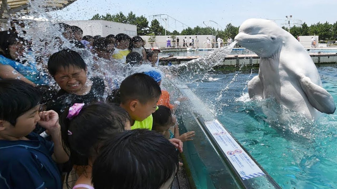 Funny Beluga Whale Troll Baby And Kids in Aquarium| Funny Babies and Pets