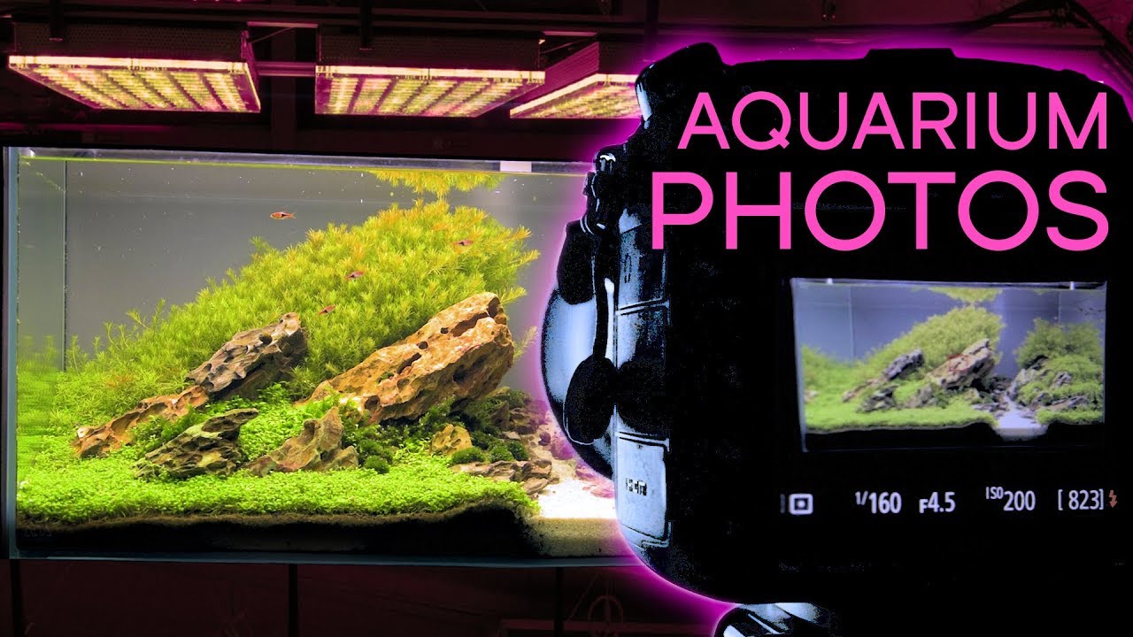 HOW TO: Photograph An Aquarium