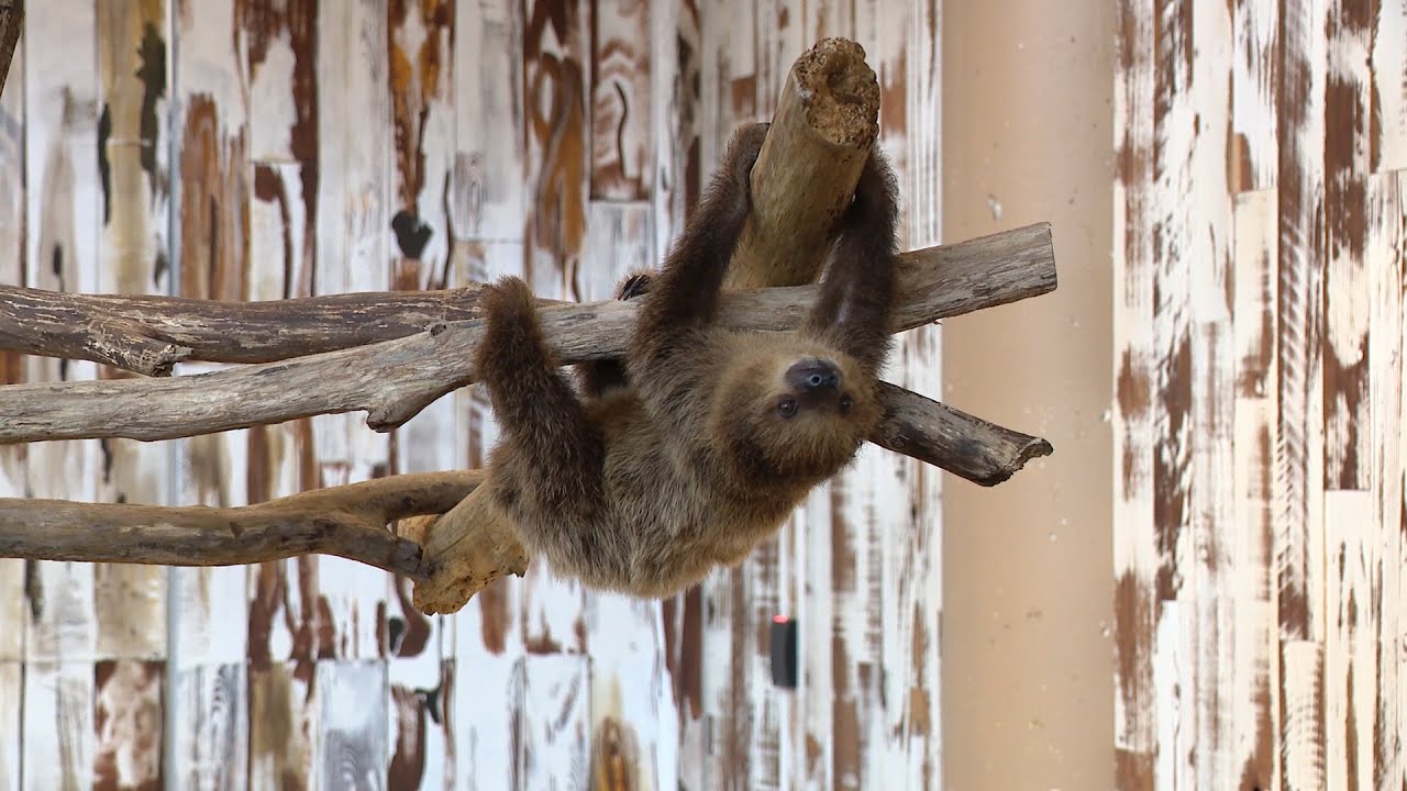 Meet Coconut | The newest member of the St. Louis Aquarium family