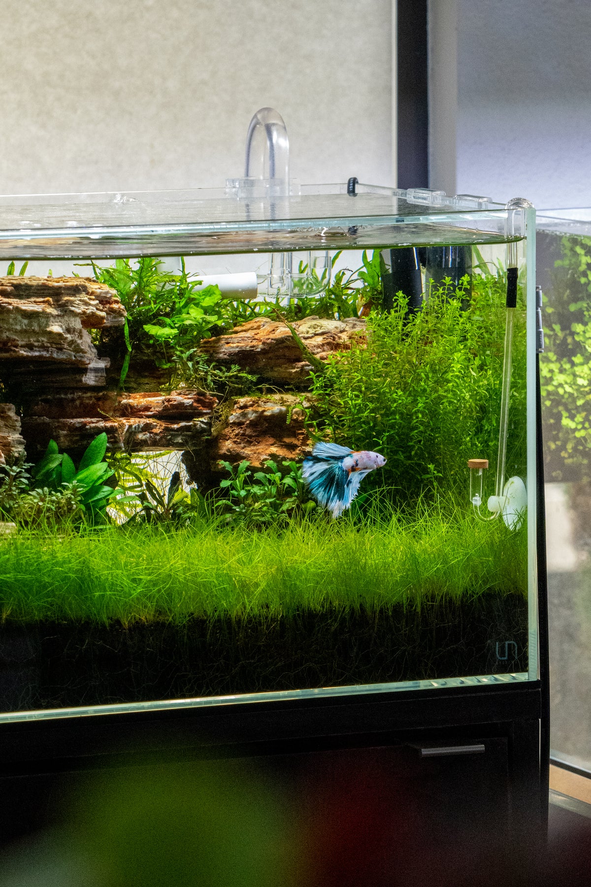 6 Tips for a Healthy Fish Tank — Buce Plant