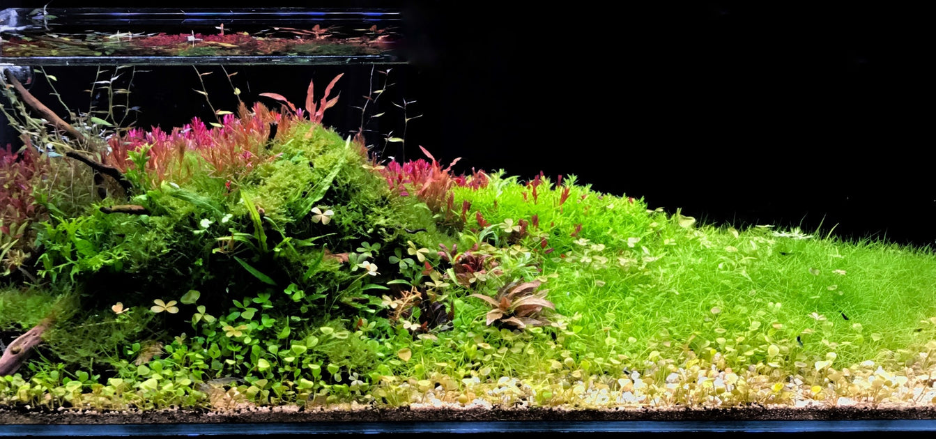 8 Tips for Your First High-Tech Aquarium — Buce Plant