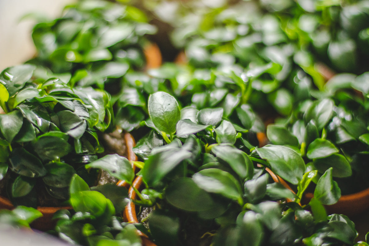 All About Anubias Aquarium Plants — Buce Plant