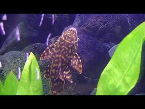 Aquarium Photos And Fish