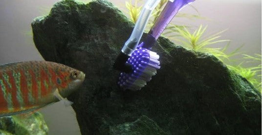 Aquascaper’s Guide to an Algae-Free Tank — Buce Plant