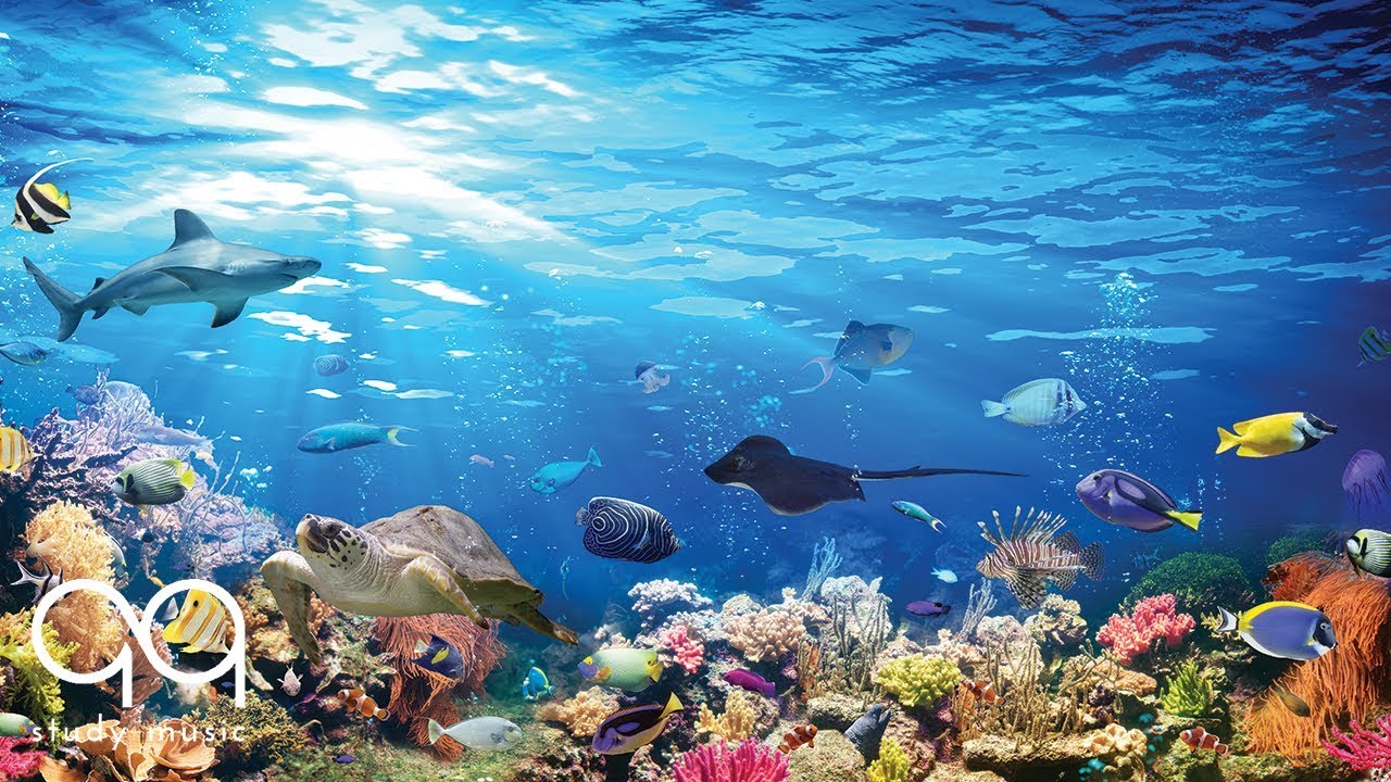 Beautiful Aquarium & Relaxing Music – Study, Reading, Sleep, Yoga – Soothing Ambient Sounds