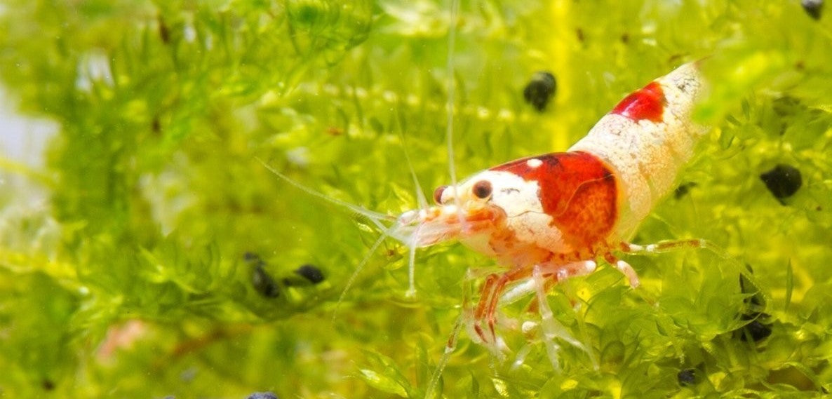 Best Plants for a Freshwater Shrimp Tank — Buce Plant
