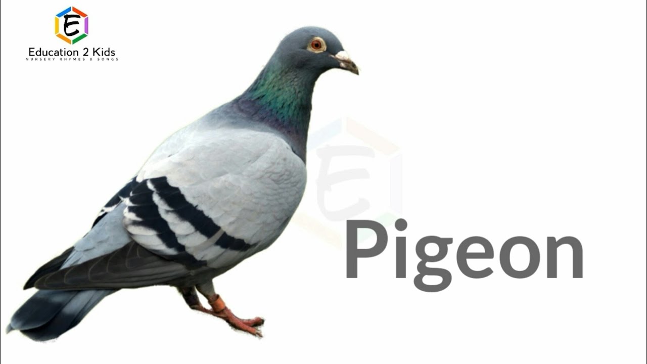 Birds Name, birds name with pictures, spelling, birds name for kids, birds name