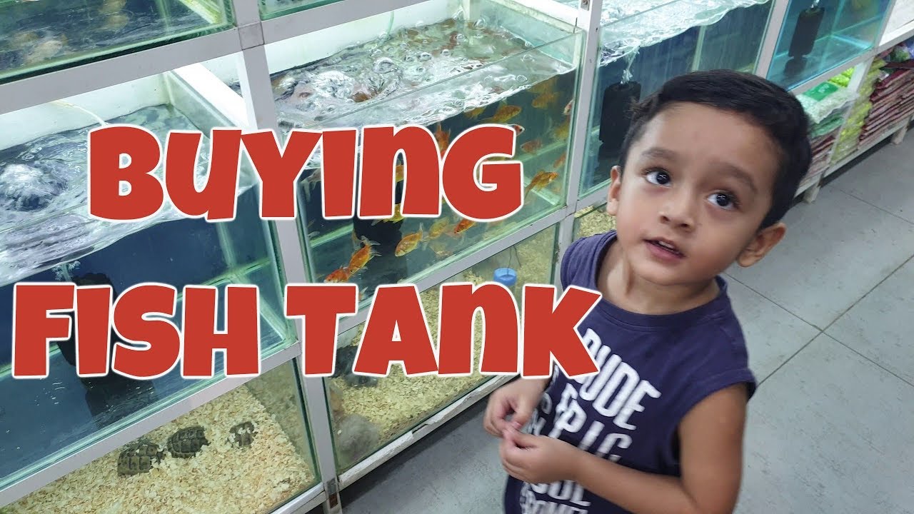 Buying a Fish Tank | Fish Aquarium