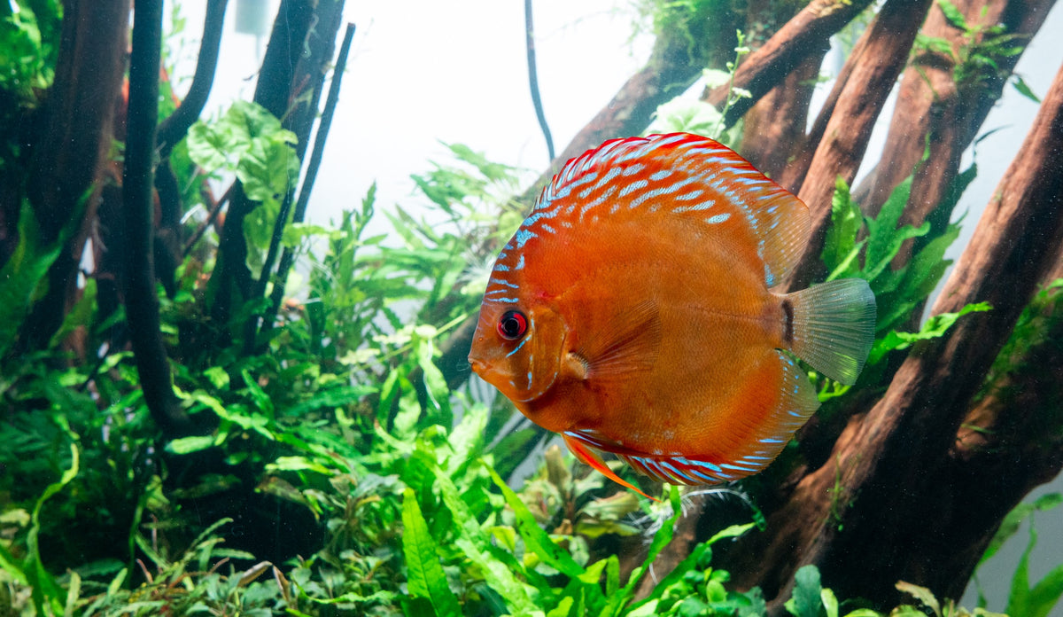 Common Fish Diseases and How to Treat Them — Buce Plant
