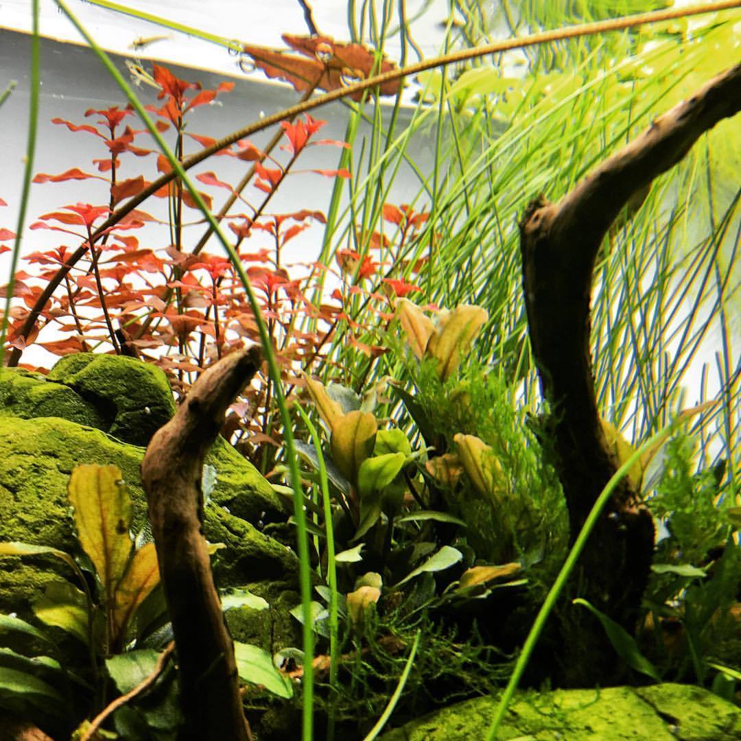 Details of my #aquascape after adding some #red…