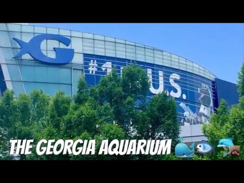 Georgia Aquarium | Photography | Atlanta | Summer