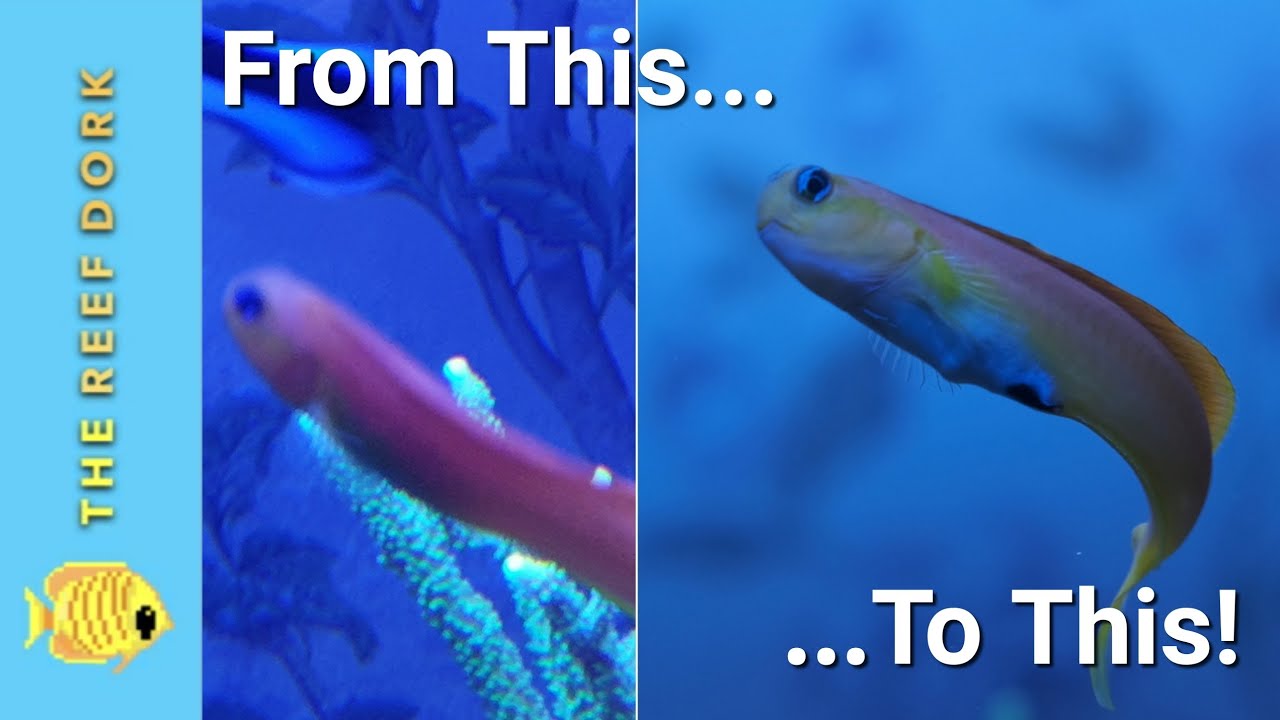Great Aquarium Photos On Your Phone… In 3 Minutes!