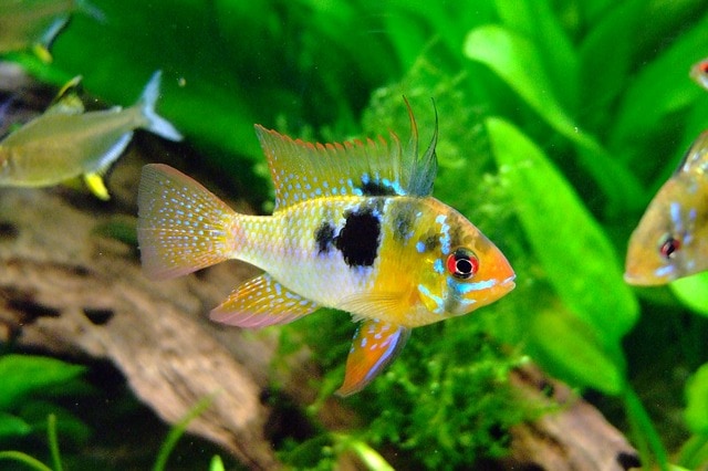 How Long do Cichlid Fish Live?