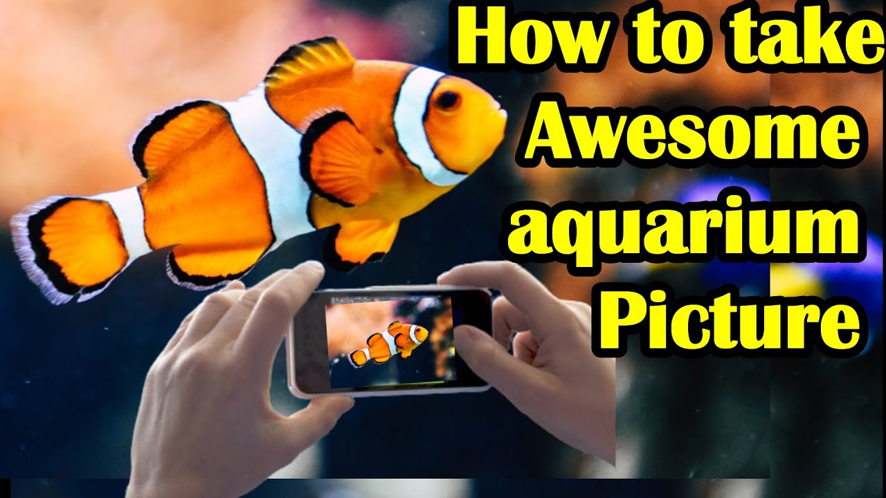 How To Take Pictures Of Aquarium Fish With Smartphone [2022]