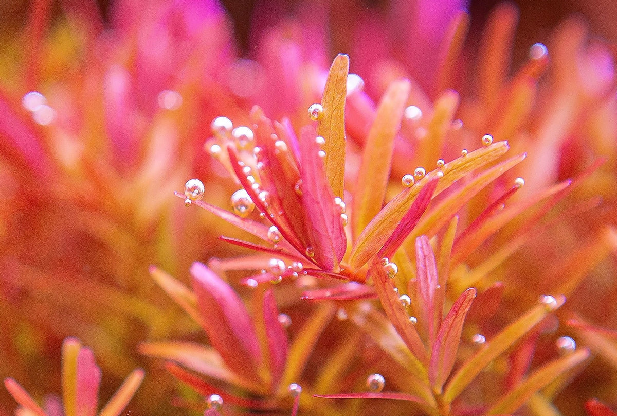 How to Achieve Pearling Plants in the Aquarium — Buce Plant