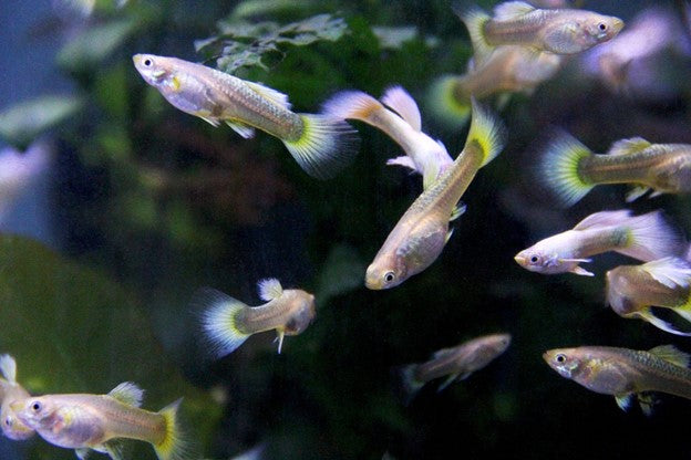 How to Adjust Water Hardness in the Aquarium — Buce Plant
