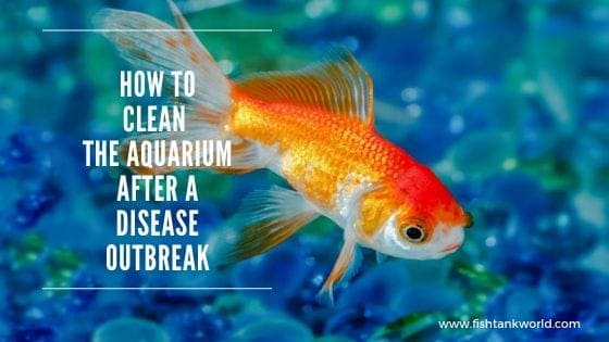 How to Clean the Aquarium After a Disease Breakout