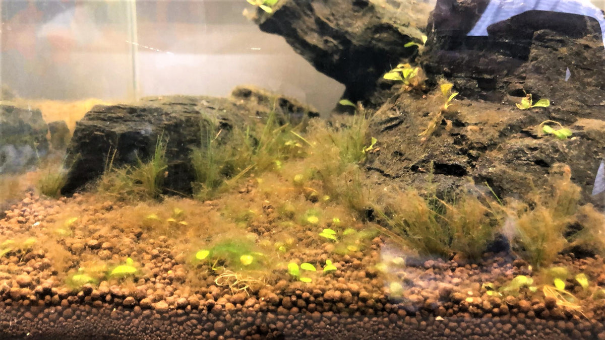 How to Get Rid of Brown Algae (Diatoms) in the Fish Tank — Buce Plant