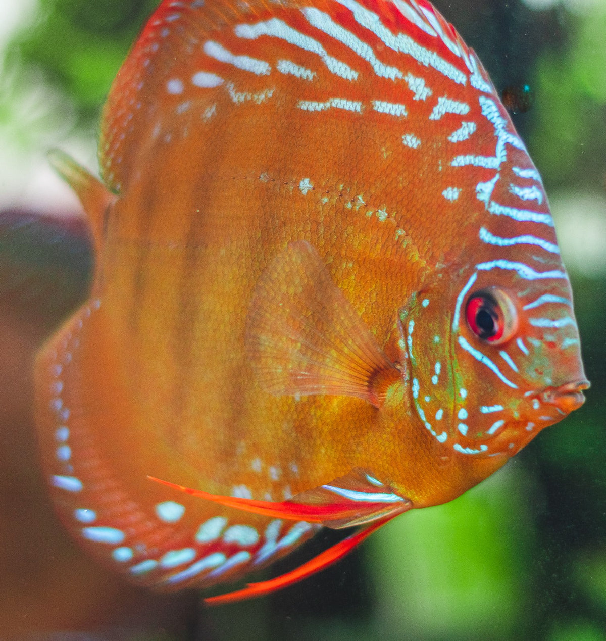 How to Keep a Discus Aquarium — Buce Plant