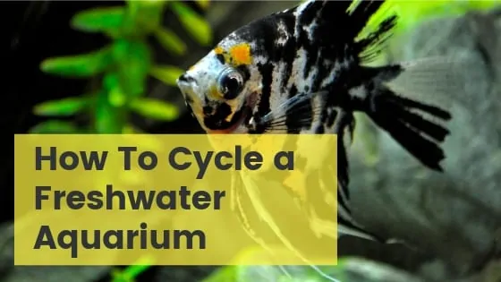 How to Start a Freshwater Aquarium (GUIDE & FAQs)