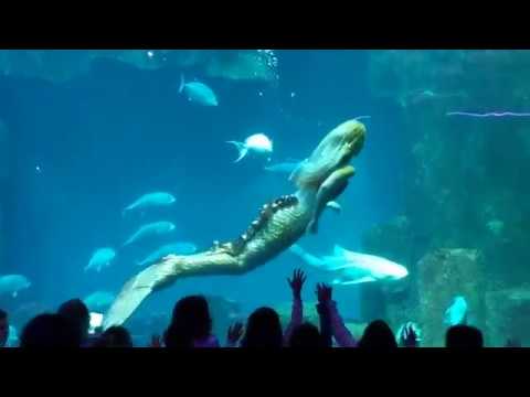 Mermaid Show L'Aquarium de Paris
