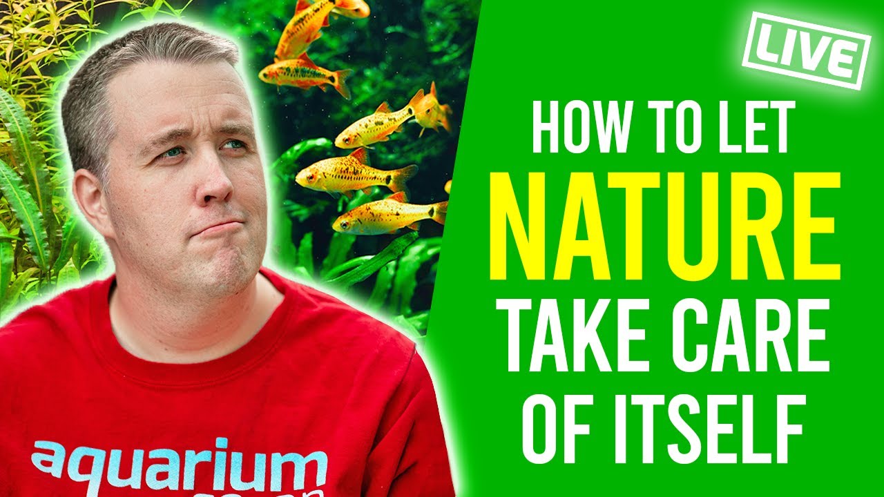 Most people should embrace LOW TECH Aquariums.