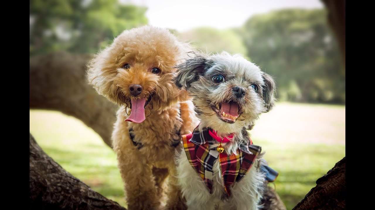 Outdoor Pets and Family Photography@ East Coast Park – C.S.Ling Photography