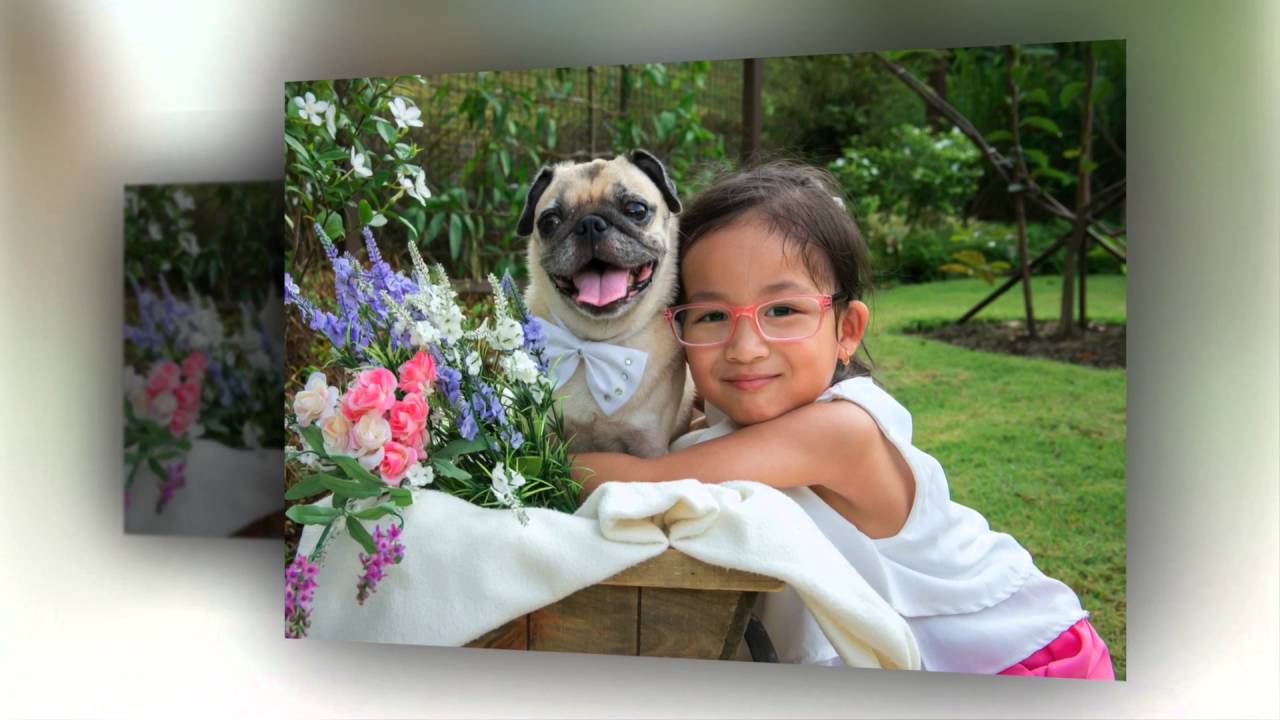Pets & Family Photography in Singapore : Pug