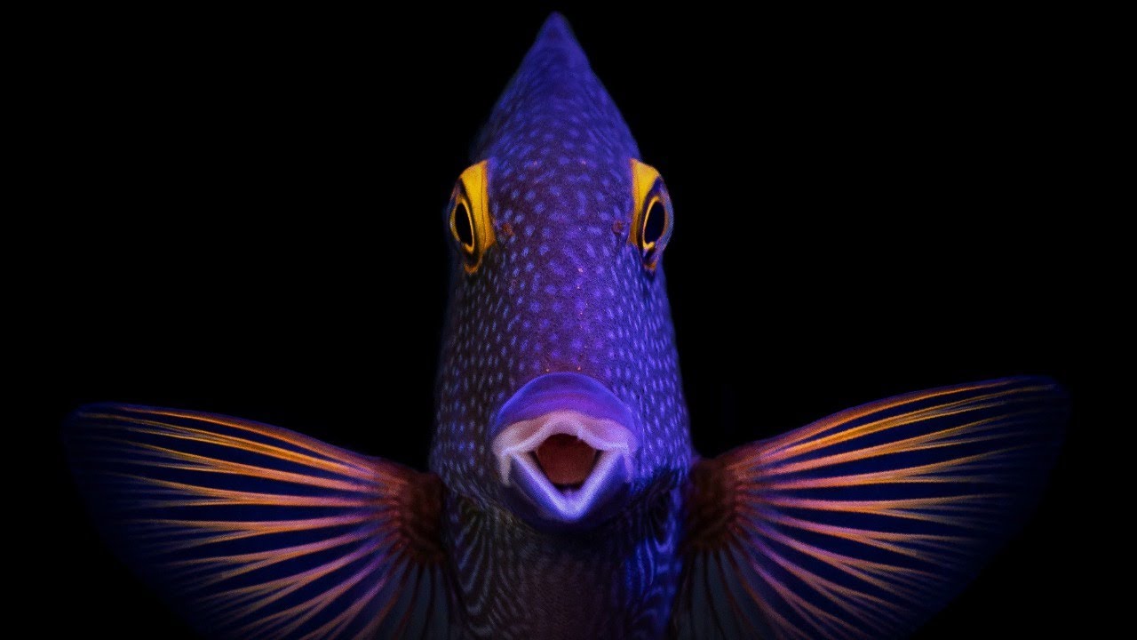 Reef Aquarium Photography With Josh Silsbury