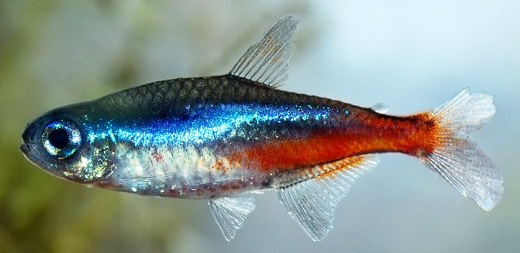 Sick Neon Tetra – Diseases and Treatment