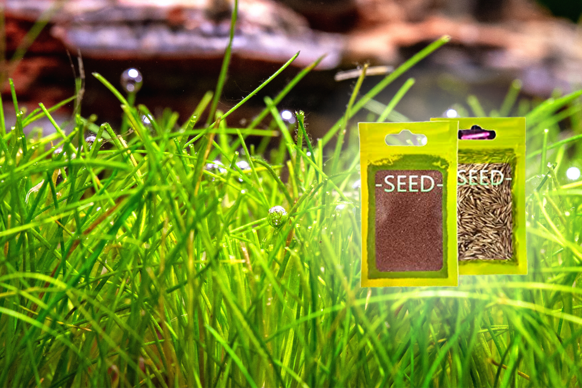 So-Called “Magic Seeds” and The Carpet Seed Scam — Buce Plant