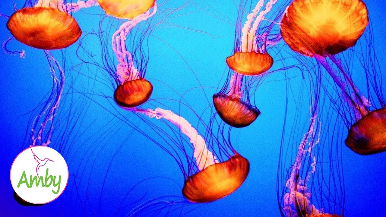 The Best Jellyfish Aquarium for Relaxation – Sleep Relax Meditation Music – 3 hours – Screensaver