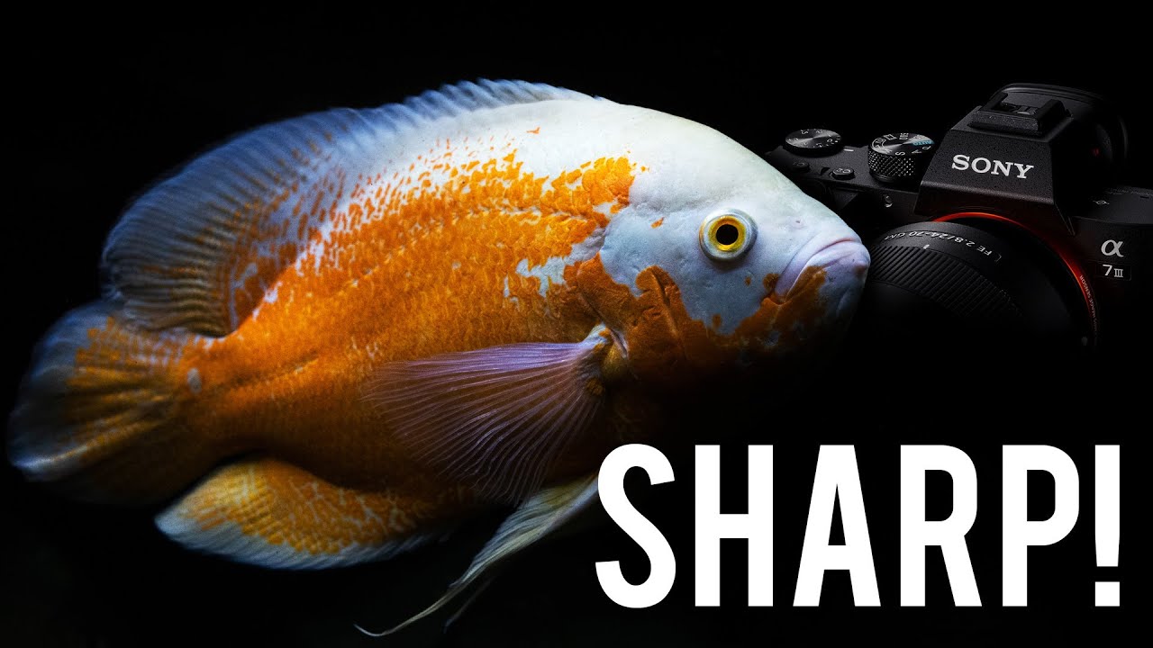 You Need to Learn How to Take Photos of Your Fish – Professional Fish Photographer