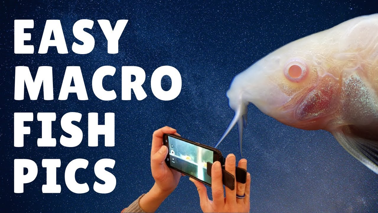 How to Take Easy Macro Photography for Fish Using a Smartphone