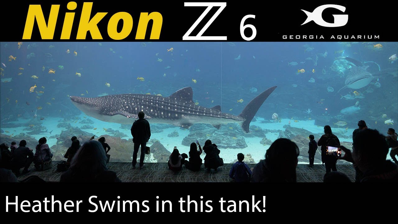 Nikon Z6 • Georgia Aquarium Photos & Snorkel With Whale Sharks!
