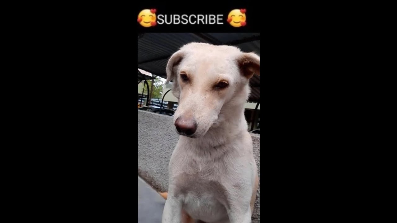Taking Cute Dog Selfie | Dog Photography #shorts #trending 😻 1080p 20