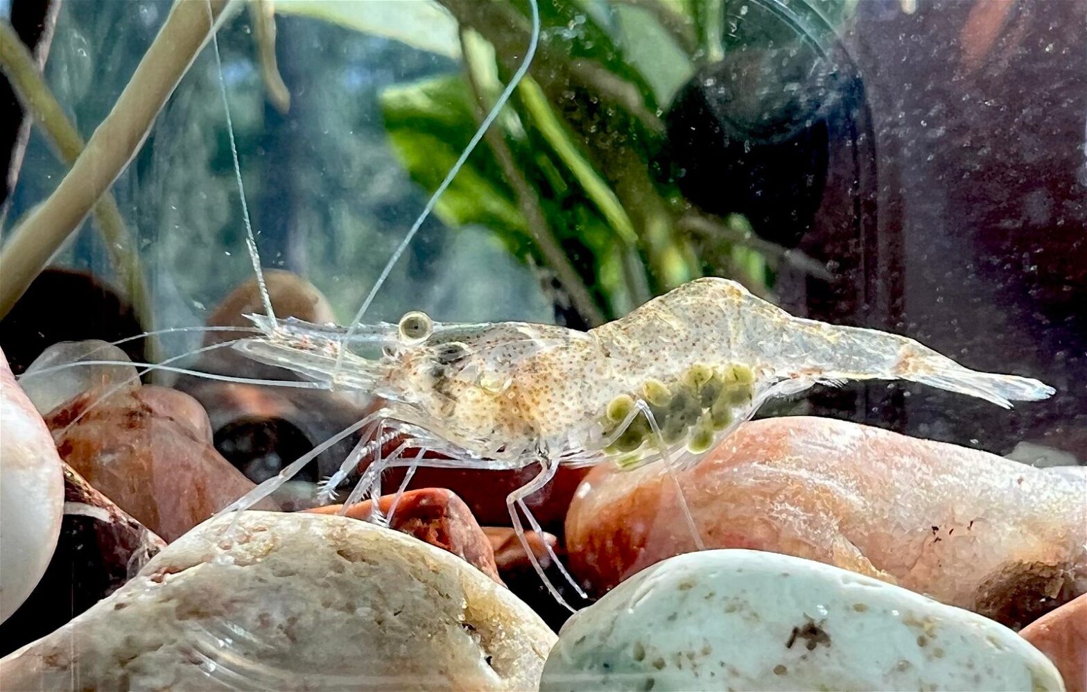 What To Feed Baby Ghost Shrimp?