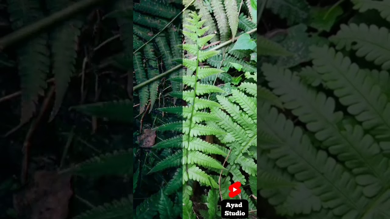 Plant🌱 Photography