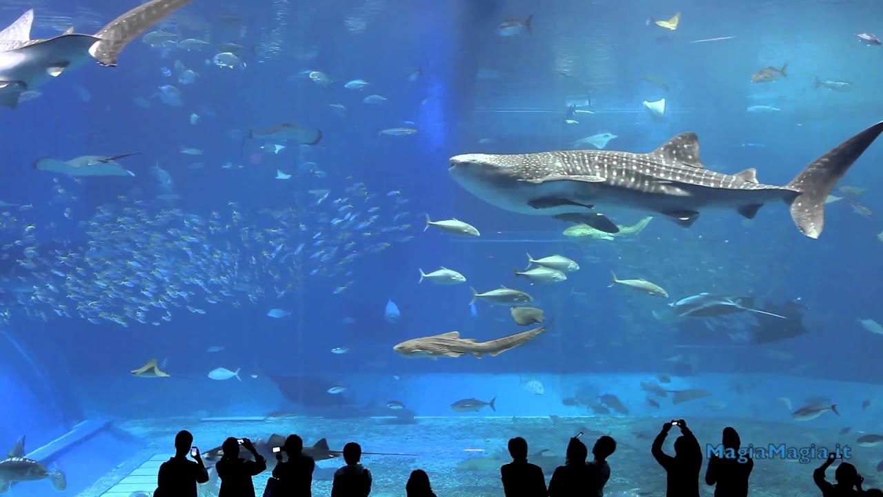 2 Hrs Aquarium relax music