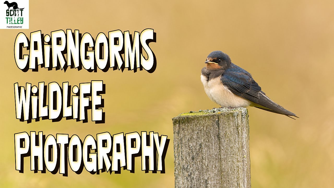 A SNAP Trip to Scotland and the Wildlife Photography