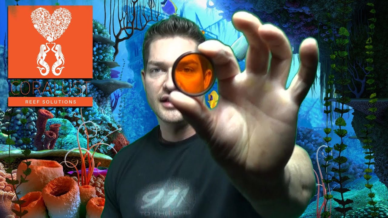 How to take pictures of your Corals (Made Easy)