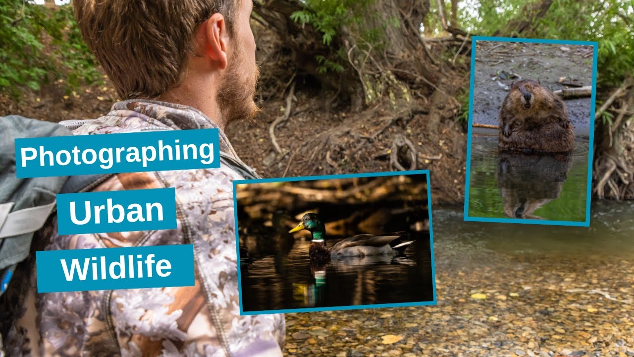 Photographing Beavers, Birds & other Urban animals. Wildlife photography for a hectic schedule