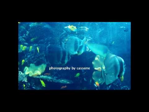 Photography by Cassone's August 2010 Feature – While in Atlanta, Part Two – Aquarium