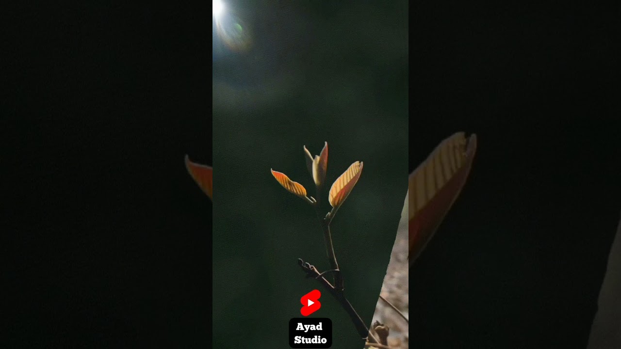 Plant Photography