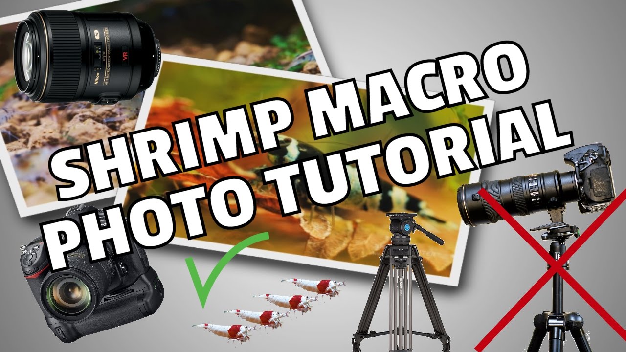 Shrimp Macro Photo Tutorial